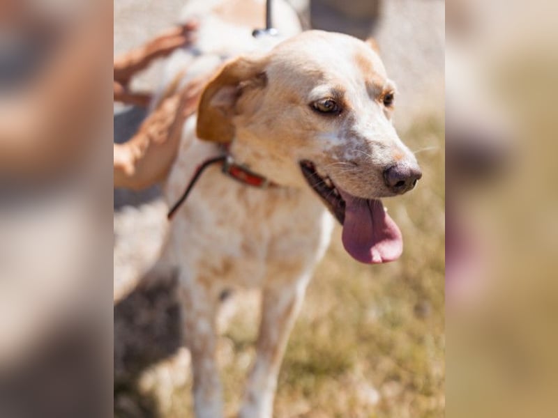 Lucy ❤️ liebe + gutmütige Zuckerschnute