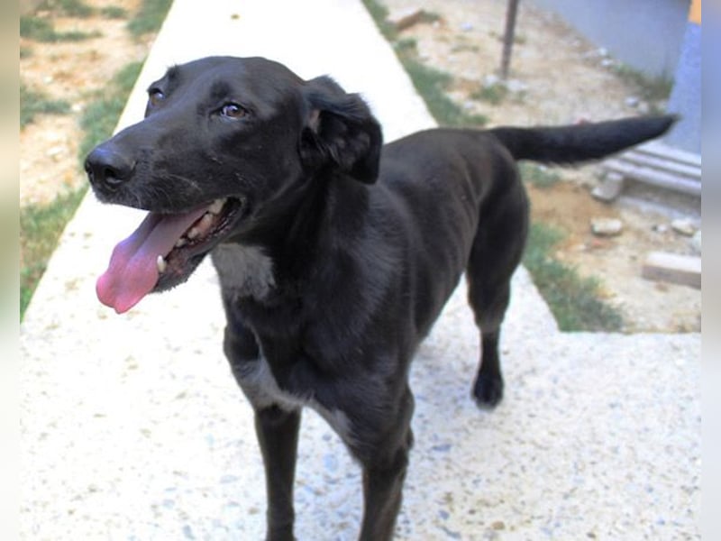 Xena - lebensfrohe, aktive, liebe Hündin