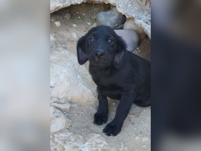 Knutschkugel GRACIE❤️zauberhaftes Fellschnute sucht ihr Zuhause fürs Leben