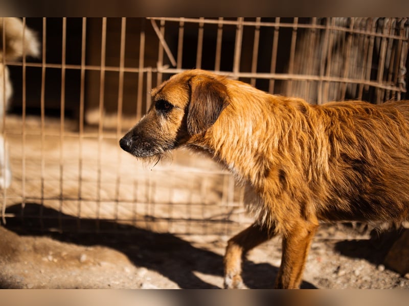 Sanfter ♥ Oscar ♥ wartet schon in 74749 Rosenberg