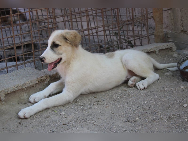 Schatz ♥ Sinan ♥ toller Welpenbub sucht PS bis Ende Juli ♥