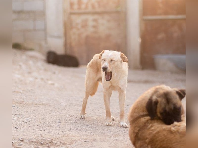 Bob wartet sehnsüchtig auf deine Anfrage
