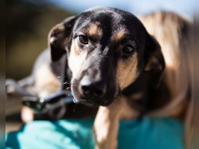 Terrier-Mix LISA❤️sanft, freundlich, lieb und sehr menschenbezogen