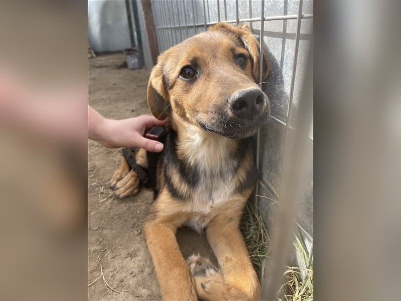 Houston, geb. ca. 07/2023, lebt in GRIECHENLAND, auf einer privaten Pflegestelle