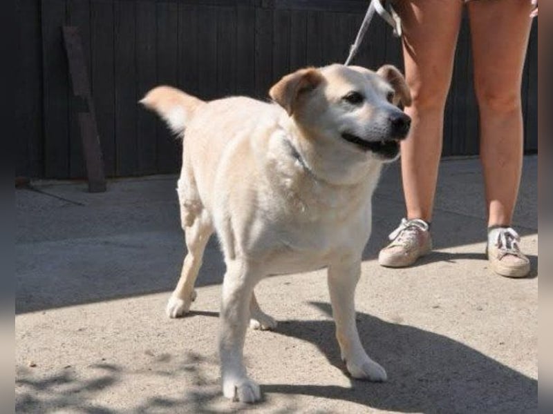 ♥Lary♥ ein sanfter, ruhiger, gutmütiger Rüde im besten Alter