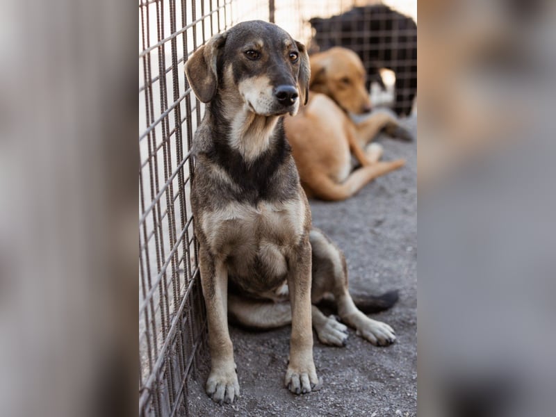 Lebensfrohe ♥Pika♥ sucht ihre treuen Menschen