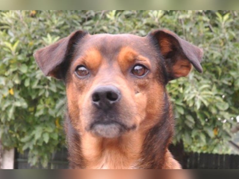 Lieber ♥Amon♥ sozialer, neugieriger Rüde