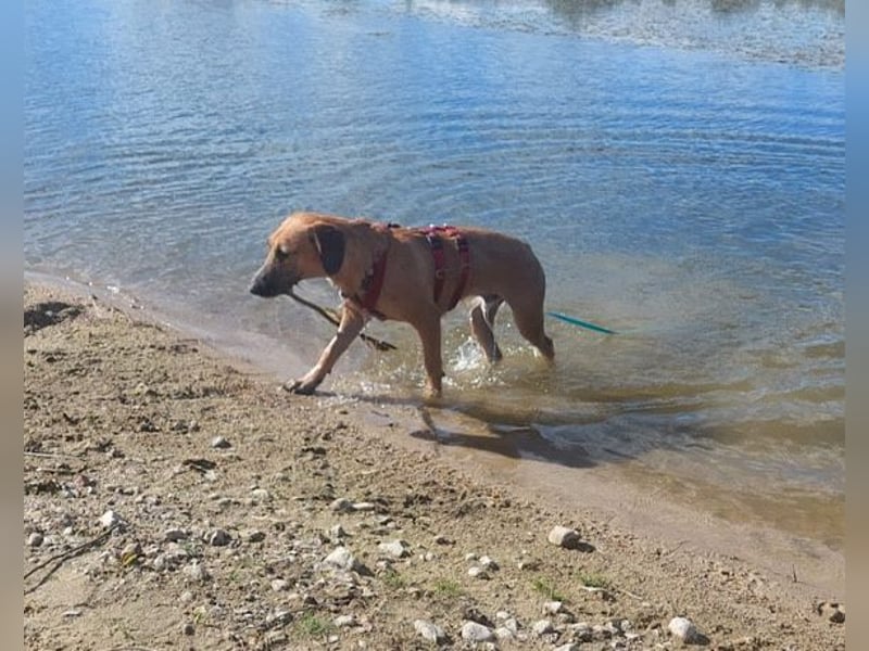 Besuche Taro in 24885 Sieverstedt ❤