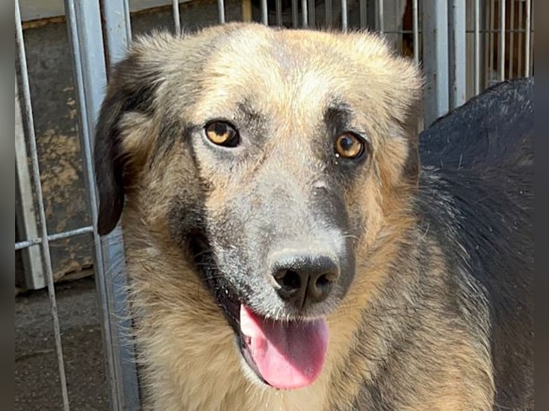 KORA❤️sanfte Seele sucht sehnsüchtig ein liebevolles Zuhause & Geborgenheit