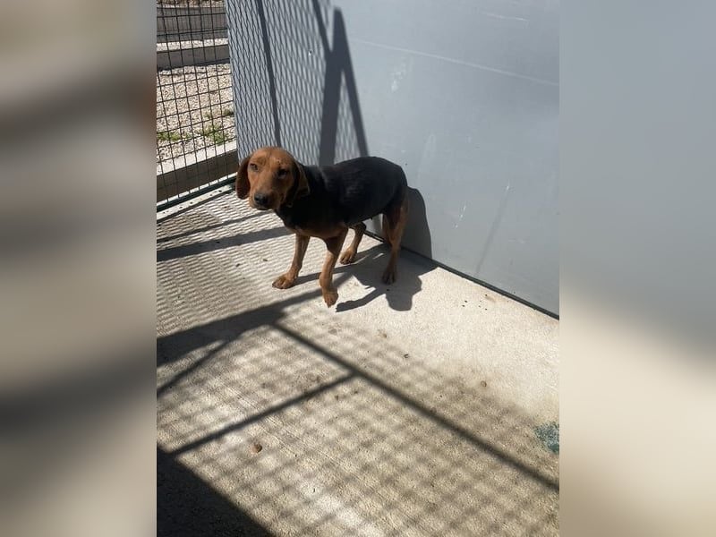 Holly ruhige, verschmuste Hündin sucht ihr Für-immer-Zuhause