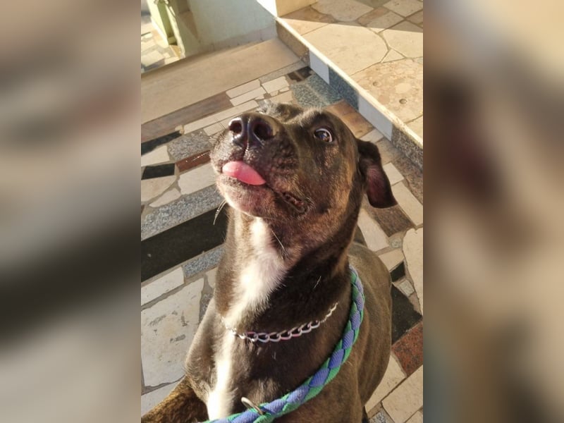 Goldige ♥Godina♥ kinderliebe und allgemein sehr soziale Hündin