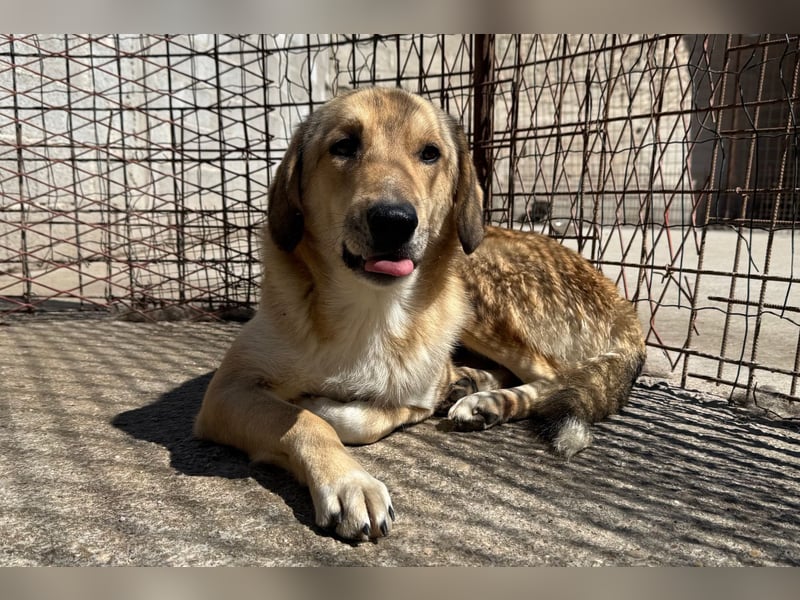 Klausi ❤️ sanft, sensibel + sucht Halt & Liebe
