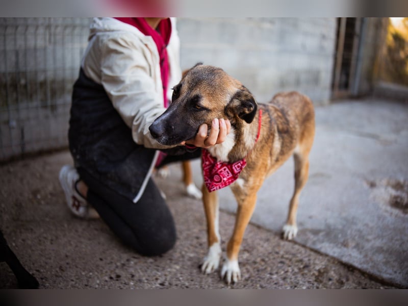 Liebste Lisa - die pure Lebensfreude auf 4 Pfoten
