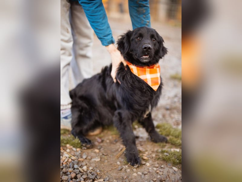 MIKE❤️Gute-Laune-Retriever-Mix sucht sein Glück