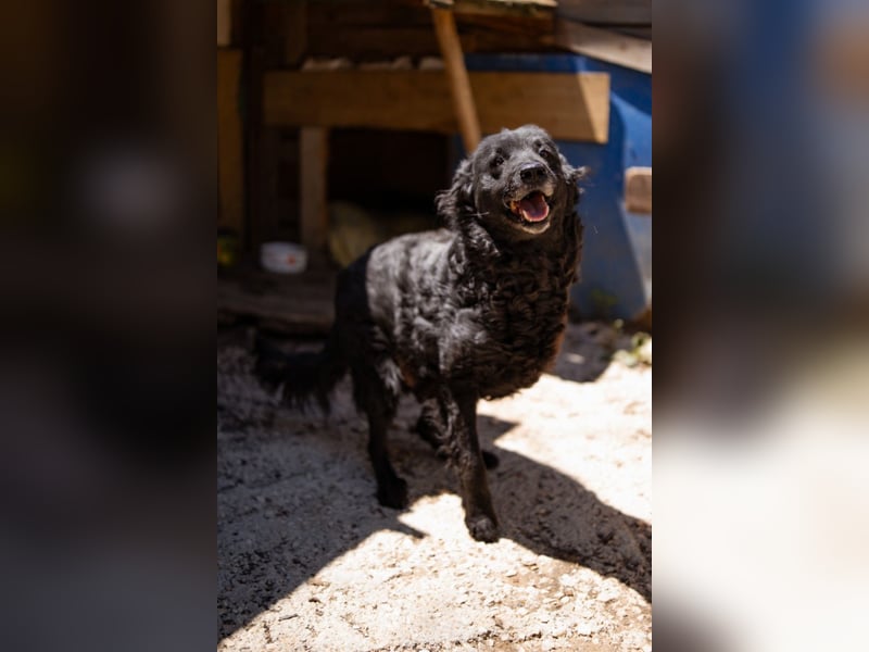 Nox ❤️ liebevoller Kämpfer auf 3-Beinen