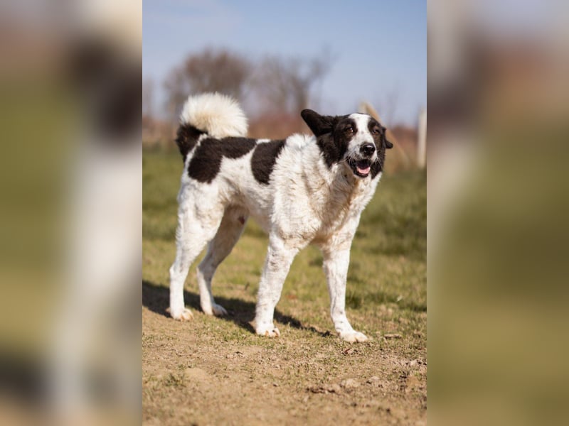 Toller Rüde ♥Thor♥ ruhig & ausgeglichen