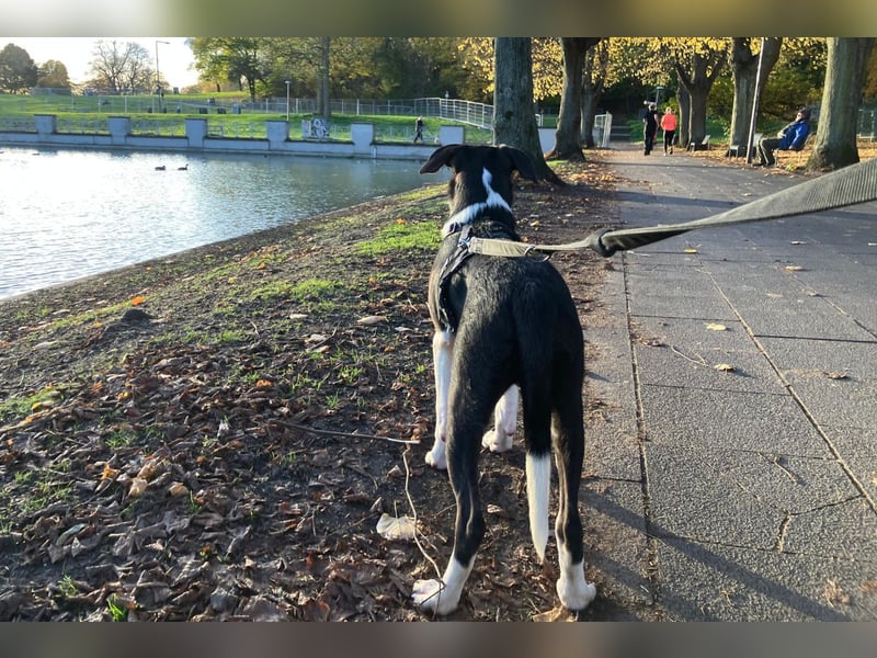 Jungspund Rocky ❤️ wartet in 50674 Köln