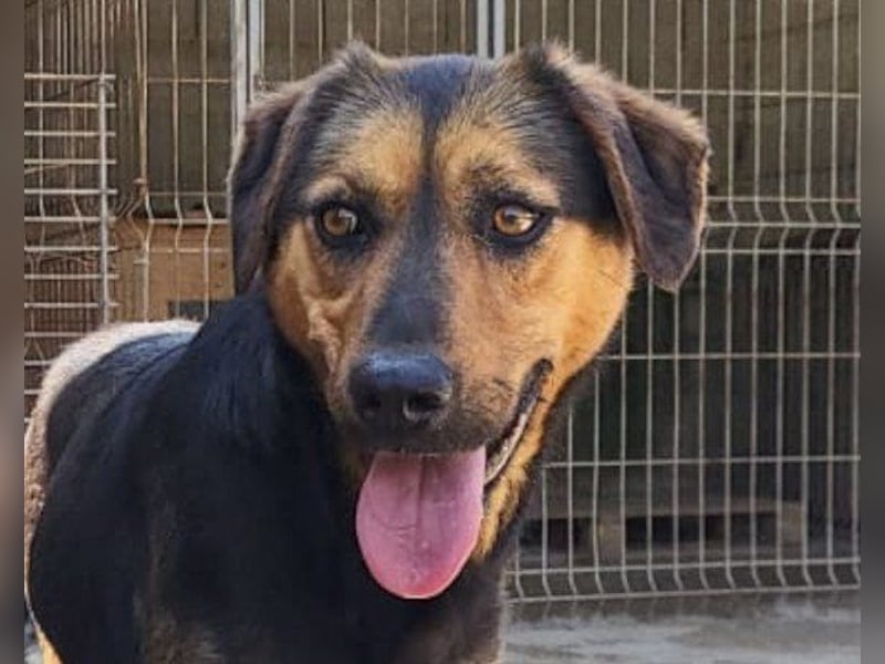 Wundervolle Aylini sucht ein Zuhause