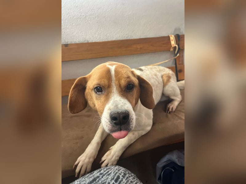 Sony ❤️ Familienhund mit großem Herzen