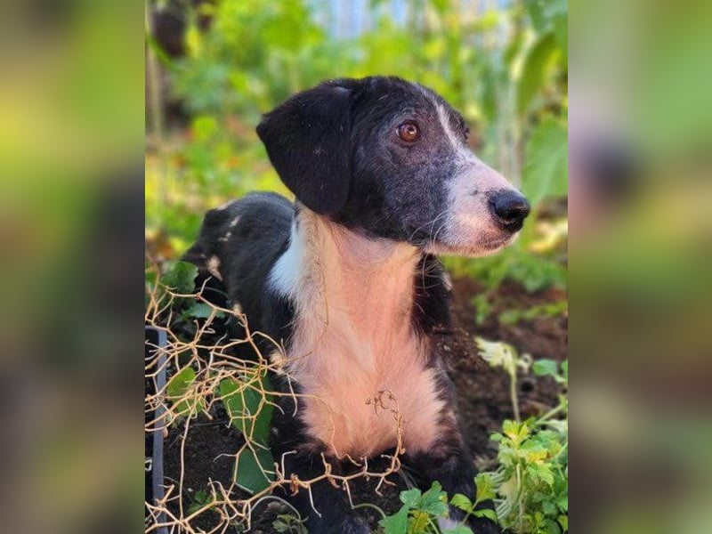 Genießerschnute ♥Mona♥ wartet bereits in 01640 Coswig auf dich/euch