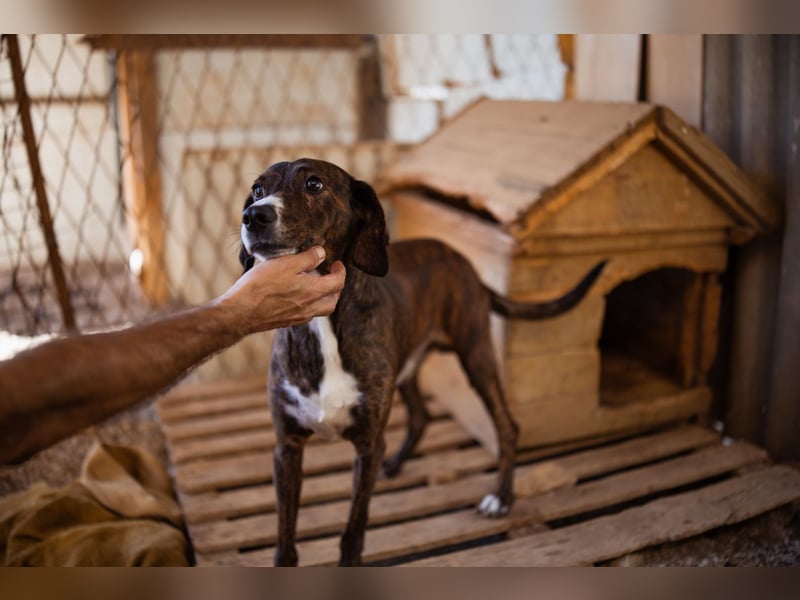 Lieber Baileys ❤️ hübscher, sensibler Bub!