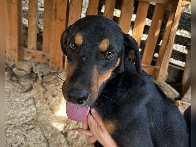 Lieber Mico ❤️ aufgeschlossen & verkuschelt!