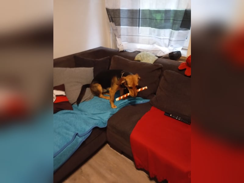 Rohdiamant Lilly sucht erfahrenes zuhause