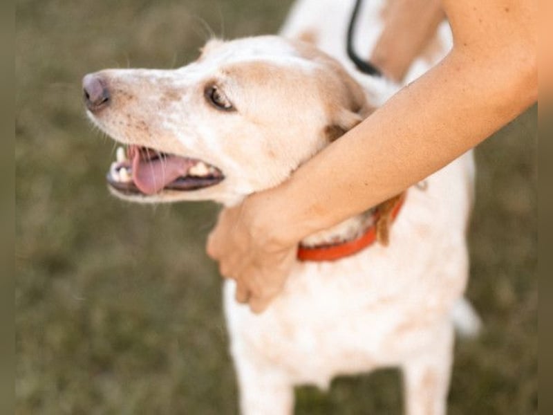 Lucy ❤️ liebe + gutmütige Zuckerschnute