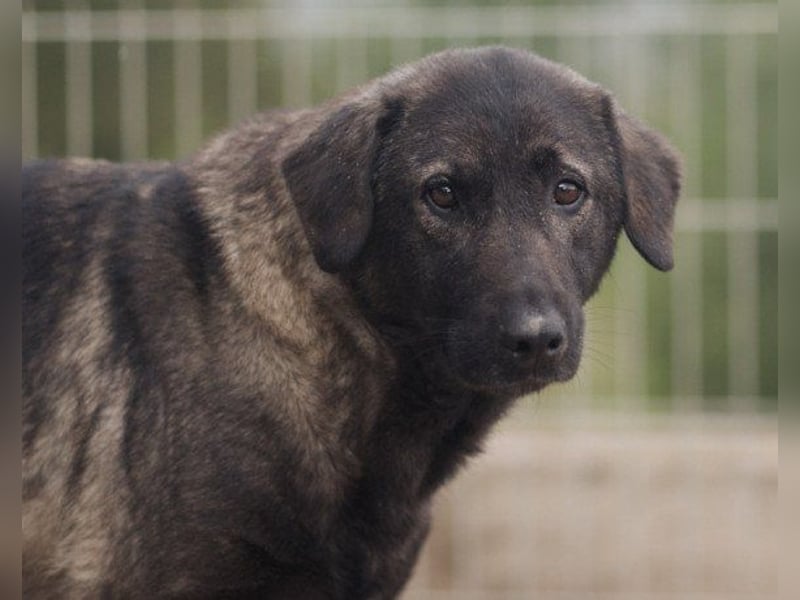 Viva - schüchtern und liebevoll ♥︎