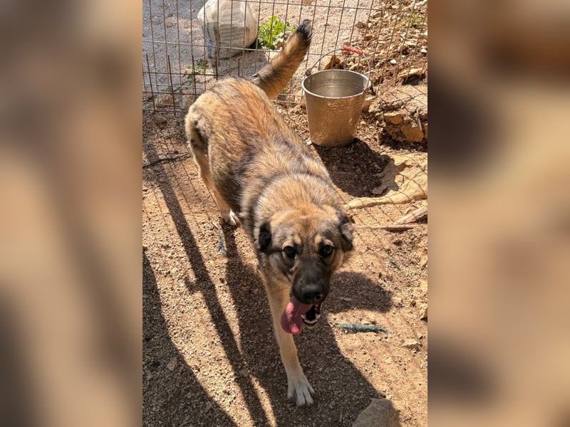 COCO❤️verspielt, sanft und voller Vertrauen: ein Herz für Groß und Klein!