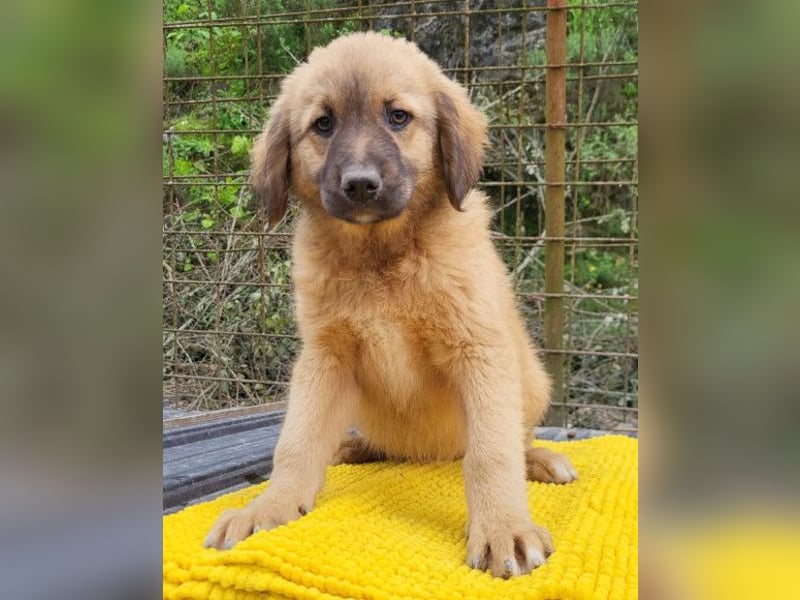 Schnuckel ♥Bettie♥ will spielen & kuscheln