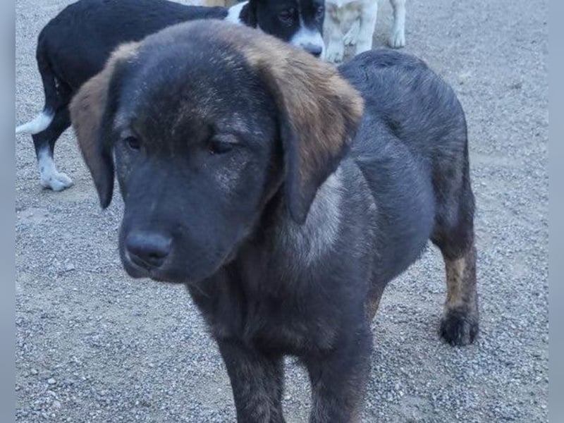 Notfellchen SHADOW❤️in 69198 Schriesheim, dringend Not-PS oder Für-Immer-Zuhause gesucht