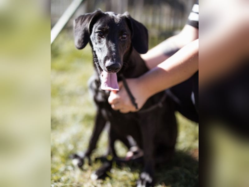 DIEGO❤️sozialer, menschenbezogener Jungspund mit fröhlichem Wesen