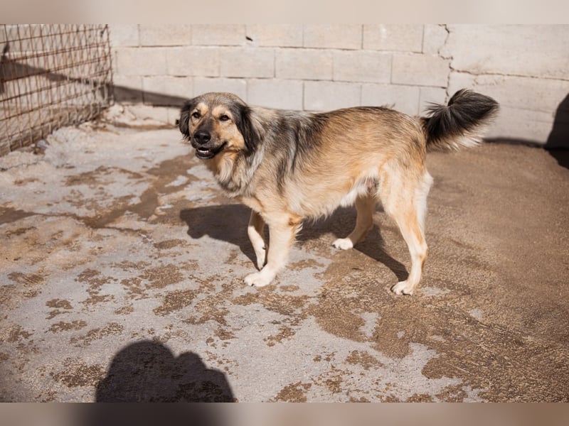 Sanfte Sophy ♥️ Fellfreundin fürs Leben