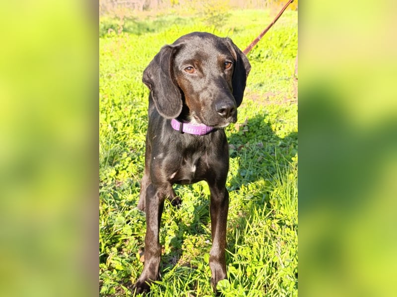 Luna ❤️ fröhliches, aktives Hundemädchen