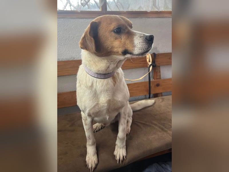 Sony ❤️ Familienhund mit großem Herzen