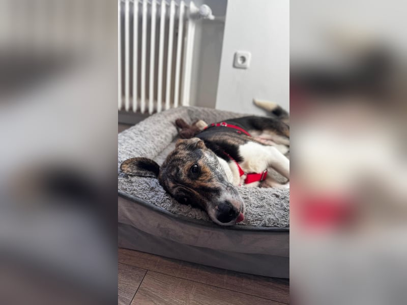 Zauberhafte Bini sucht ihre Menschen