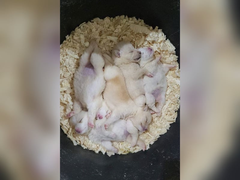 Klein ♥Luan♥ fröhlicher, neugieriger Welpenbub