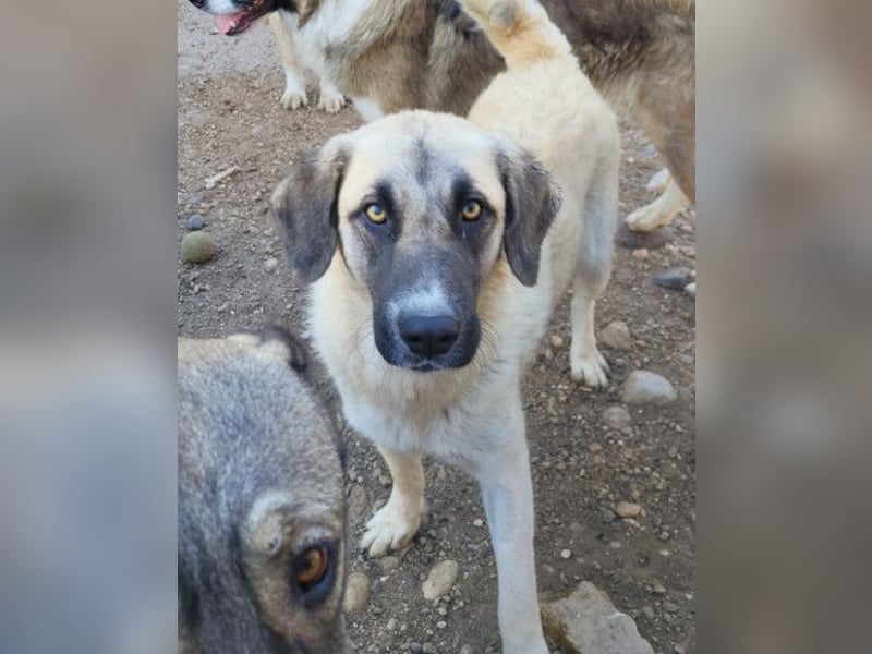 Sofia ♥️ liebe und aktive HSH-Mix-Junghündin