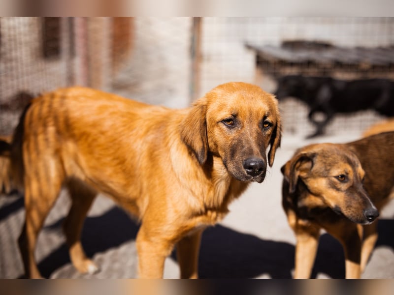 Schnuckel ♥Bettie♥ will spielen & kuscheln