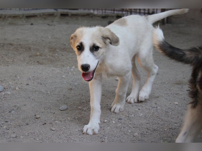 Schatz ♥ Sinan ♥ toller Welpenbub sucht PS bis Ende Juli ♥