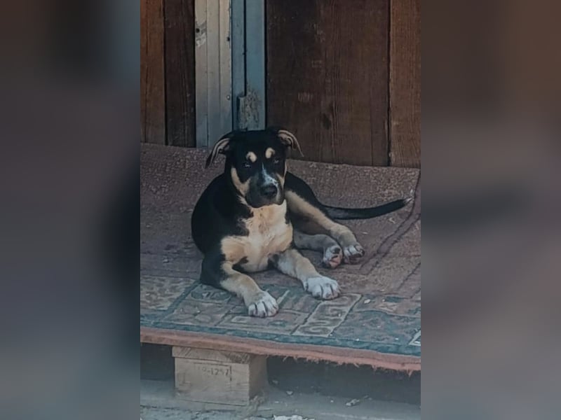 Lykka ❤️ fröhliches, verspieltes & neugieriges Hundemädchen