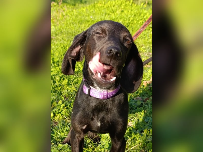 Luna ❤️ fröhliches, aktives Hundemädchen