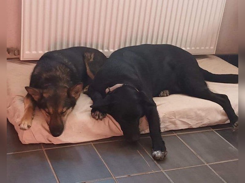 Fibi - eine sanfte Fellnase mit Charakter