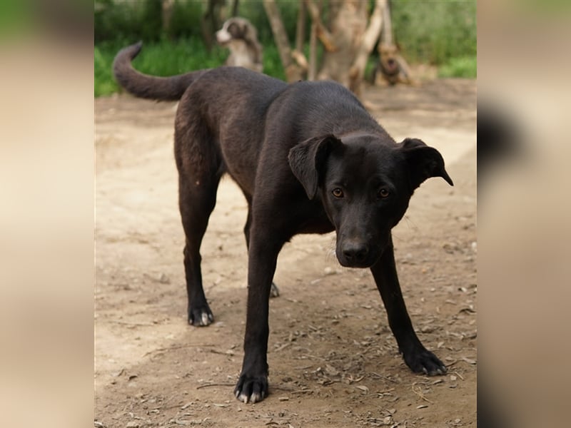 Romira, geb. ca. 06/2022, lebt in GRIECHENLAND, auf einer privaten Pflegestelle