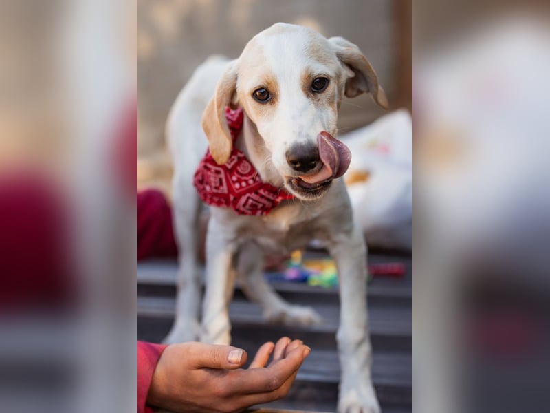 Leni ❤️ zuckersüßes, junges Hundemädchen Leni ❤️ zuckersüßes, junges Hundemädchen