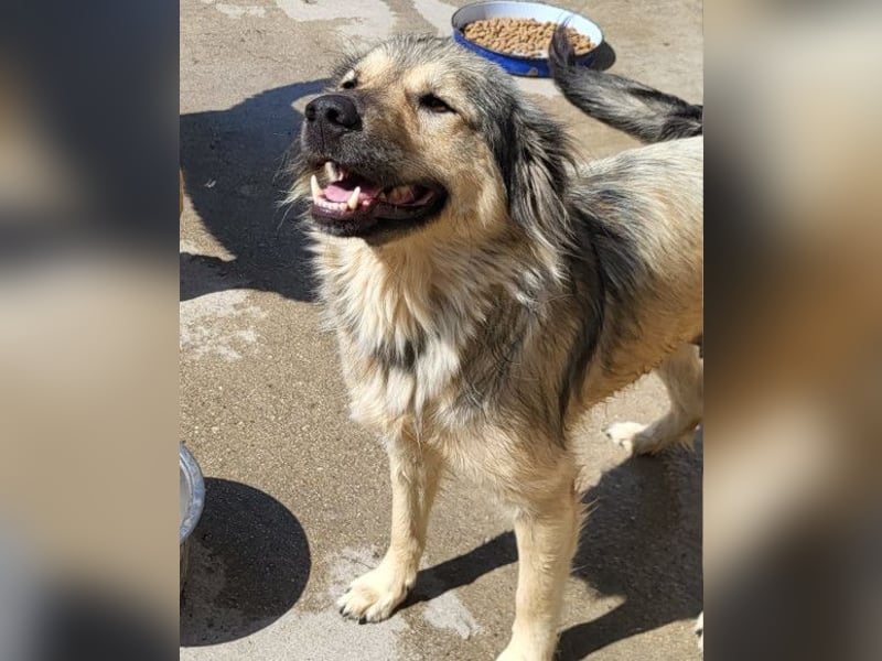 Sanfte Sophy ♥️ Fellfreundin fürs Leben