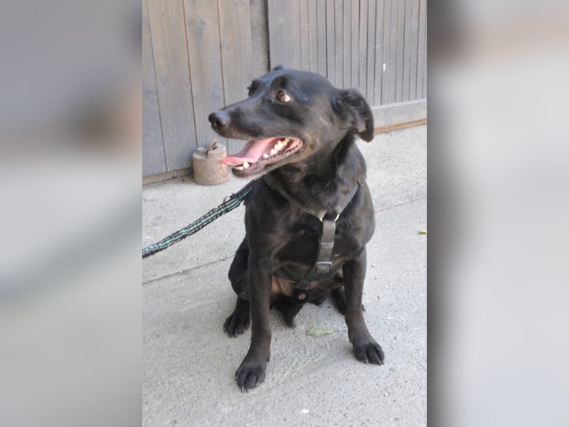 MOMO❤️ein sanfter Begleiter: Ruhig. Klug. Wundervoll.