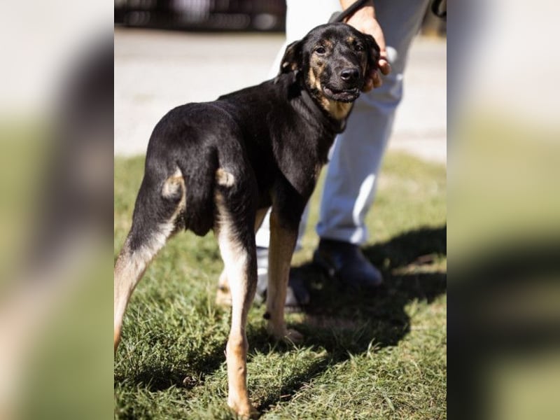 FRIDA❤️Terrier-Mix-Sonnenscheinchen sucht ihr Zuhause voller Liebe