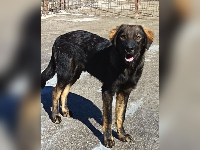 Bub ♥Bertie♥ lieber, fröhlicher Jungrüde